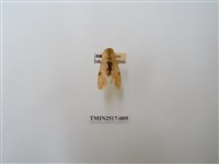 藏品(棍棒污燈蛾)的圖片